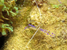 062 Pederson Shrimp with Eggs IMG 5408